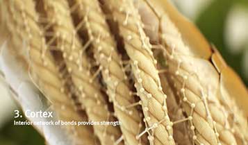 Cortex Layer of hair holds hair together